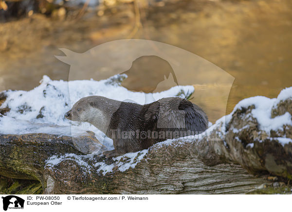 Fischotter / European Otter / PW-08050