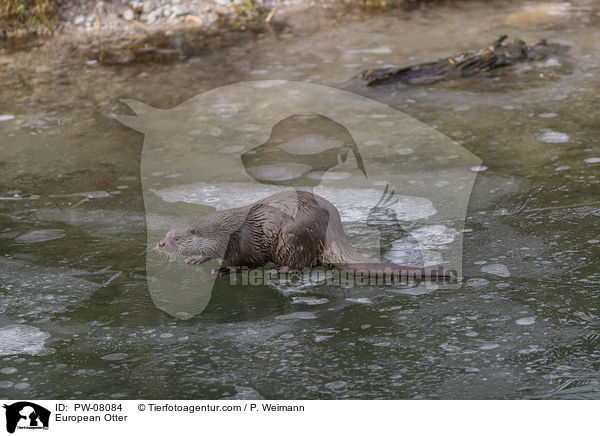 Fischotter / European Otter / PW-08084