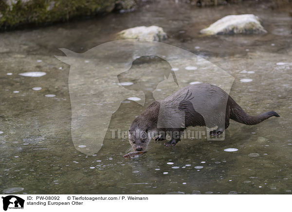 stehender Fischotter / standing European Otter / PW-08092