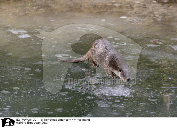 laufender Fischotter / walking European Otter / PW-08100