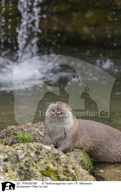 Fischotter beim fressen / European Otter to eat / PW-08186