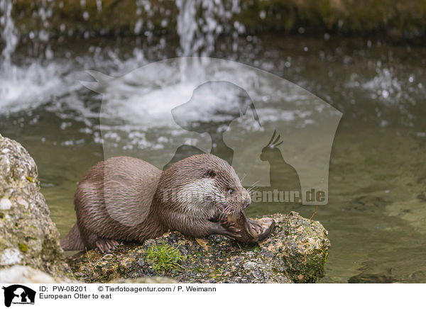 Fischotter beim fressen / European Otter to eat / PW-08201