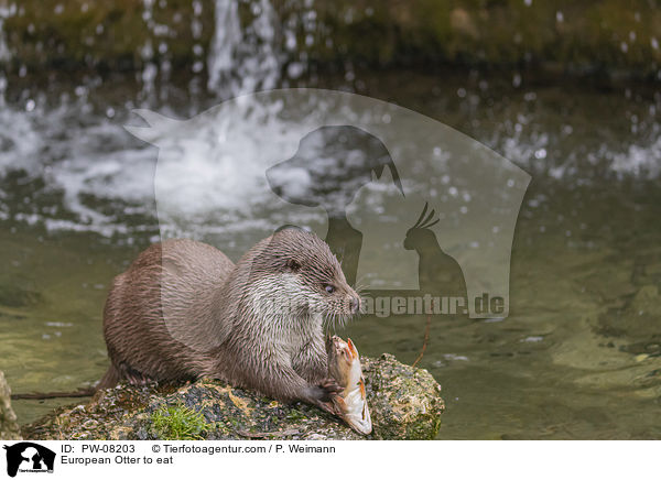 Fischotter beim fressen / European Otter to eat / PW-08203