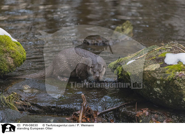 stehender Fischotter / standing European Otter / PW-08630