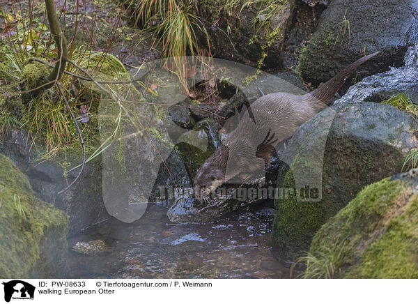 laufender Fischotter / walking European Otter / PW-08633