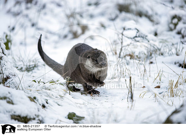 laufender Fischotter / walking European Otter / MBS-21357