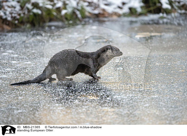 stehender Fischotter / standing European Otter / MBS-21365