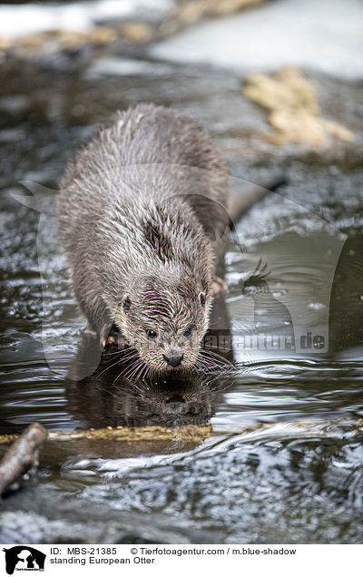 stehender Fischotter / standing European Otter / MBS-21385