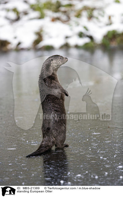 stehender Fischotter / standing European Otter / MBS-21389