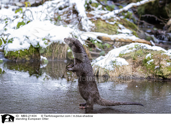 stehender Fischotter / standing European Otter / MBS-21404