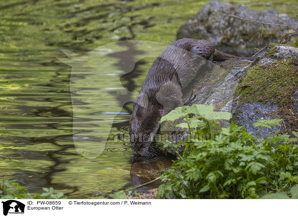 Fischotter / European Otter / PW-08659