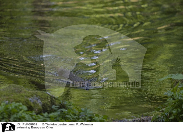 schwimmender Fischotter / swimming European Otter / PW-08662