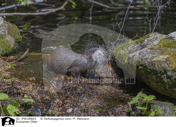 Fischotter / European Otter / PW-08663