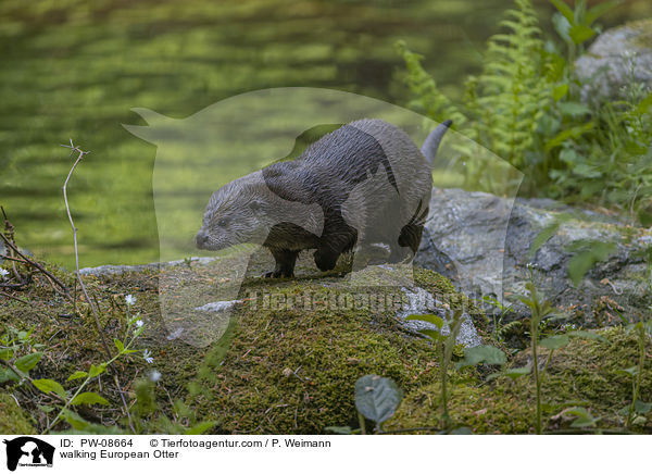 laufender Fischotter / walking European Otter / PW-08664