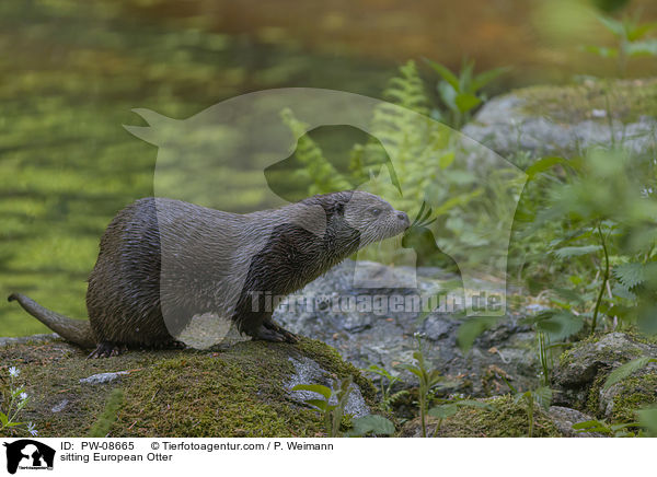 sitzender Fischotter / sitting European Otter / PW-08665