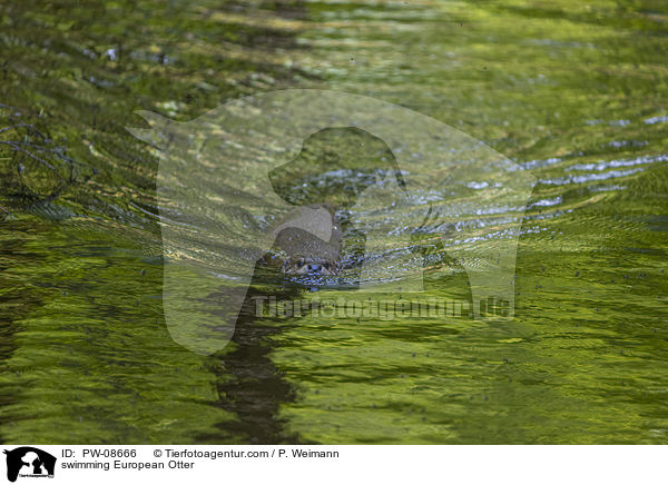 schwimmender Fischotter / swimming European Otter / PW-08666