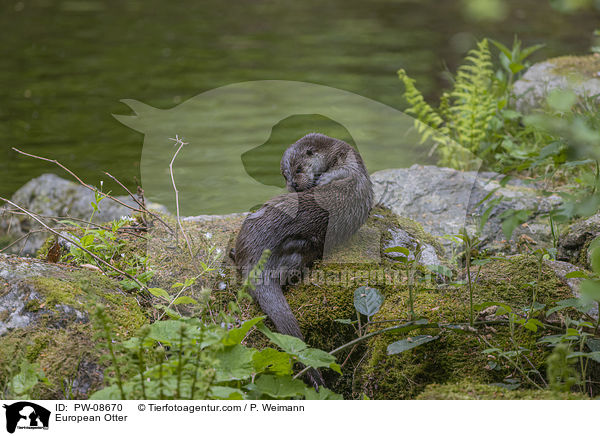 Fischotter / European Otter / PW-08670