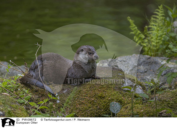 Fischotter / European Otter / PW-08672