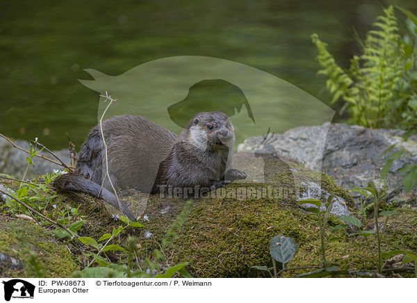 Fischotter / European Otter / PW-08673