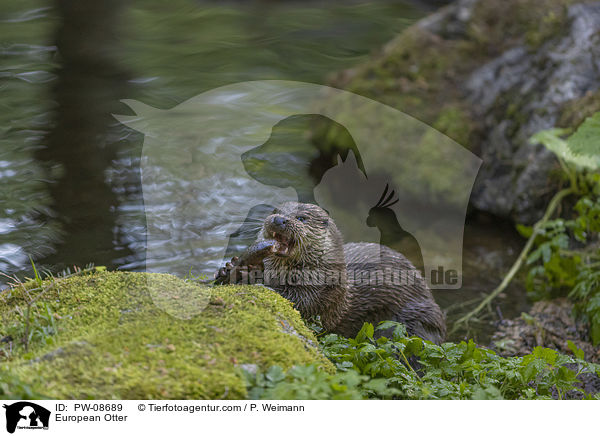 Fischotter / European Otter / PW-08689