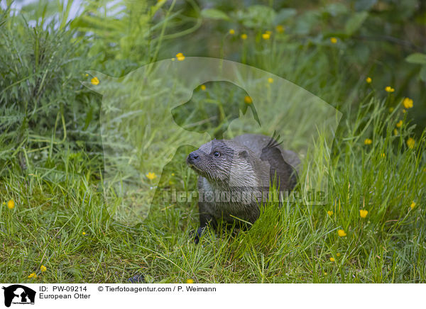 Fischotter / European Otter / PW-09214