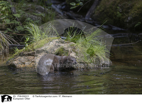 Fischotter / European Otter / PW-09221