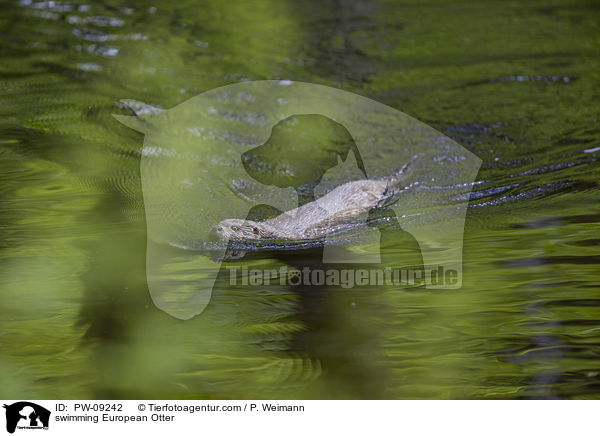 schwimmender Fischotter / swimming European Otter / PW-09242