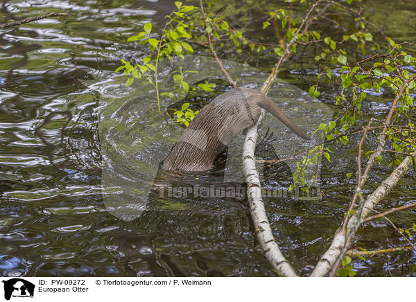 Fischotter / European Otter / PW-09272