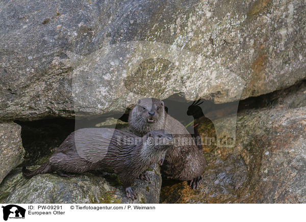 Fischotter / European Otter / PW-09291
