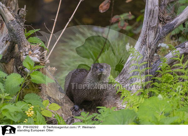 stehender Fischotter / standing European Otter / PW-09292