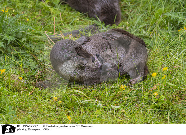 spielende Fischotter / playing European Otter / PW-09297