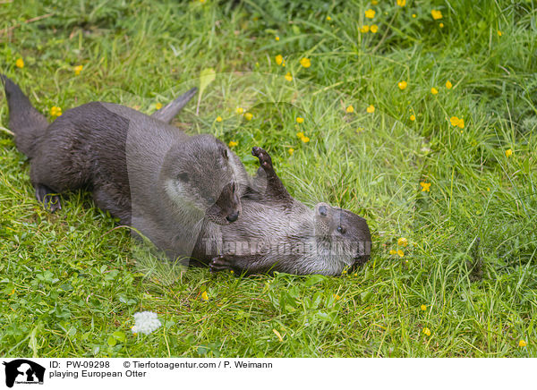 spielende Fischotter / playing European Otter / PW-09298