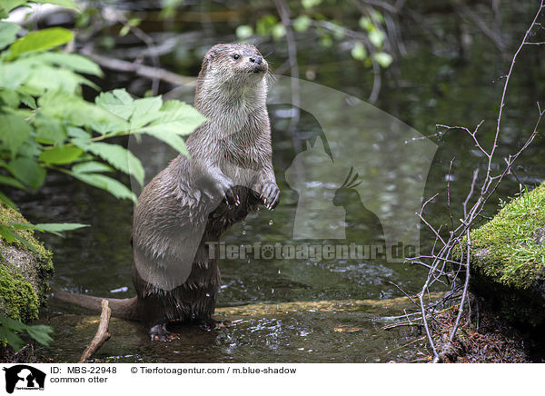 Europischer Fischotter / common otter / MBS-22948