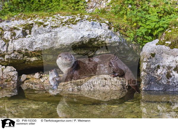 common otter / PW-10330