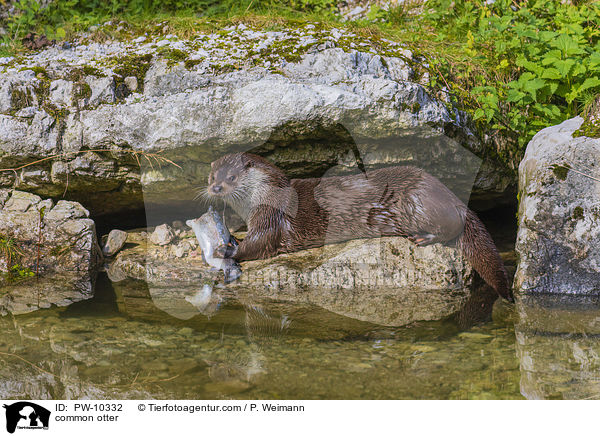 Fischotter / common otter / PW-10332