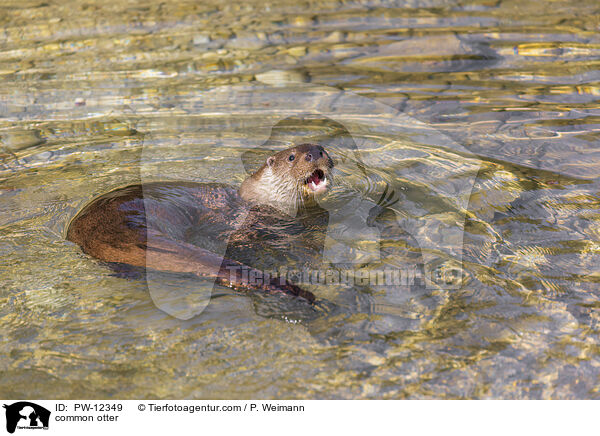 Fischotter / common otter / PW-12349