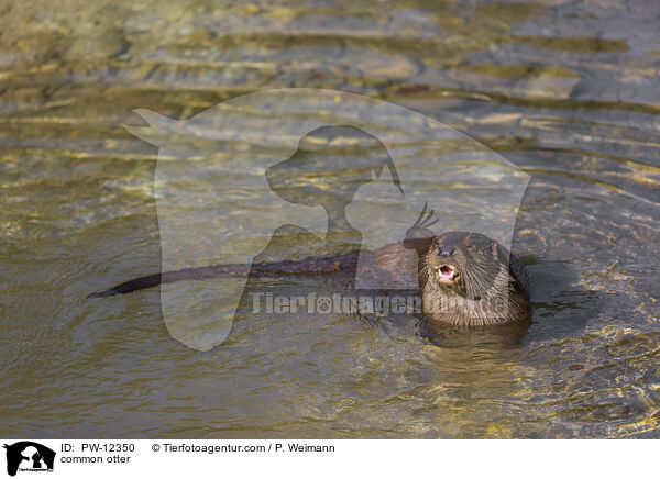 Fischotter / common otter / PW-12350