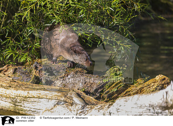 Fischotter / common otter / PW-12352