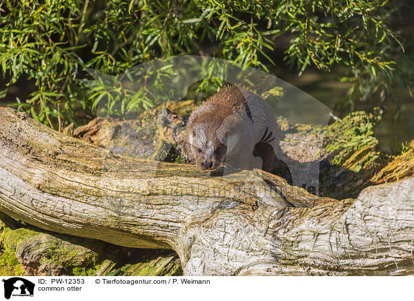 Fischotter / common otter / PW-12353