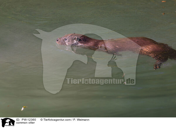 Fischotter / common otter / PW-12360