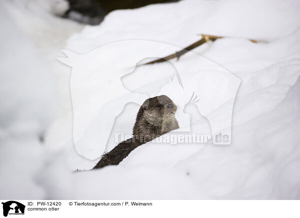 common otter / PW-12420