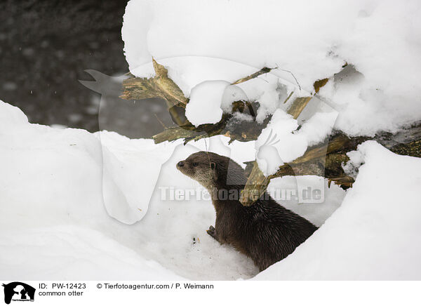Fischotter / common otter / PW-12423