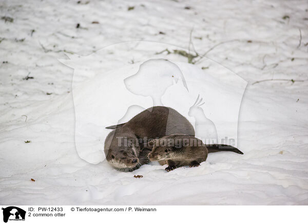 2 Fischotter / 2 common otter / PW-12433