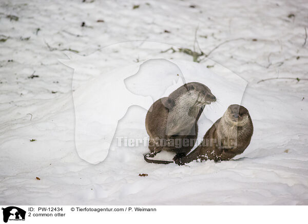 2 Fischotter / 2 common otter / PW-12434