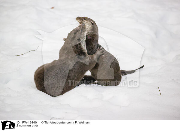 2 Fischotter / 2 common otter / PW-12440