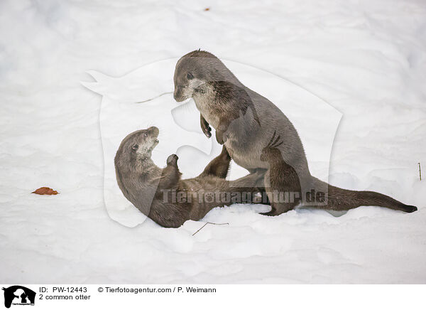 2 Fischotter / 2 common otter / PW-12443