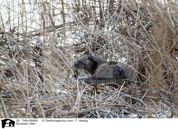 Eurasian otter / THA-09668