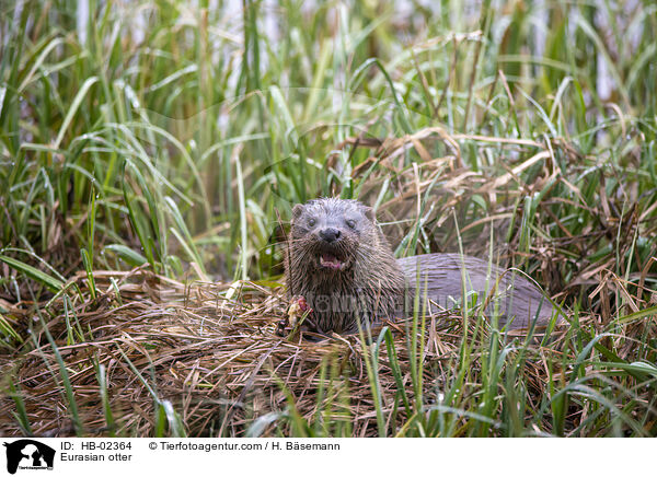 Fischotter / Eurasian otter / HB-02364