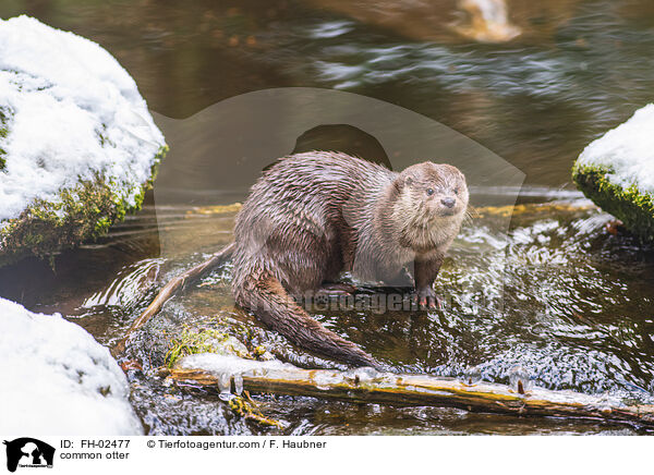 Fischotter / common otter / FH-02477