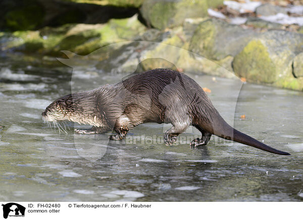 Fischotter / common otter / FH-02480